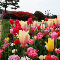 koreaflowerpark 
